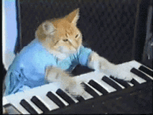 Cat playing piano GIF